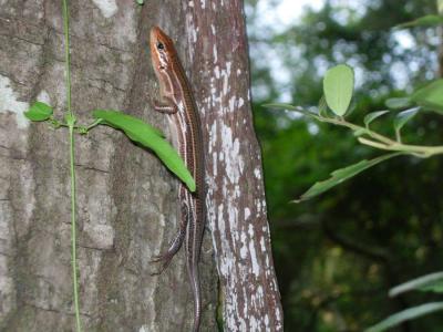 Critters around Edisto Island