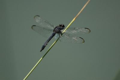 Dragonfly 5