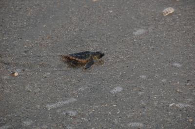 Just hatched Loggerhead turtle heading for the ocean