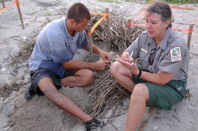 Naturalist digging up a recently hatched Loggerhead nest to do an inventory