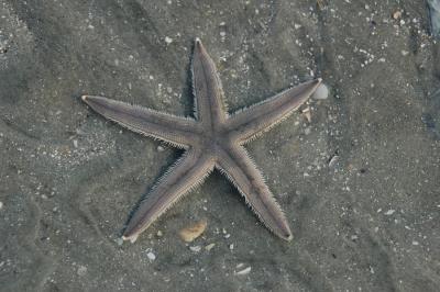 Starfish (in 1 of water)