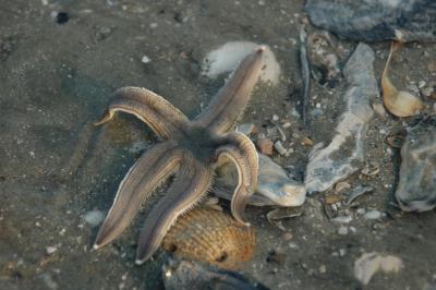 Starfish crawling over shells