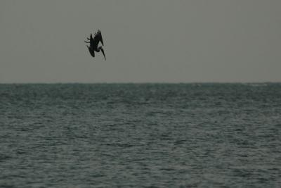 v3/20/491620/3/46976368.DSC_6319.jpg