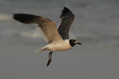 Shorebirds around Edisto Island