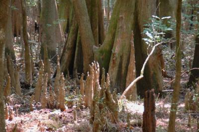 Bald Cypress and their knees