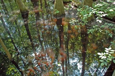 Reflection in Swamp