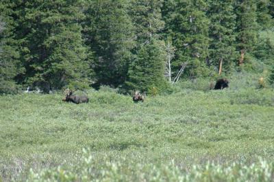 Moose grazing along the treeline.