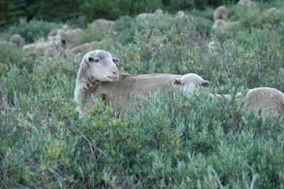 Sheep grazing along the trail to the peak.