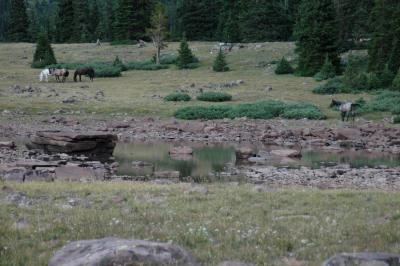 A couple horses grazing near a pond
