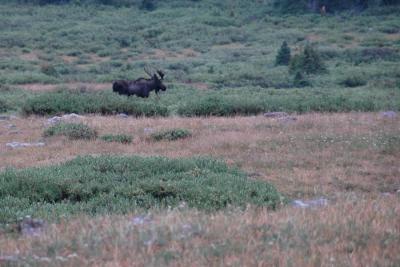 A moose greeting us along the trail