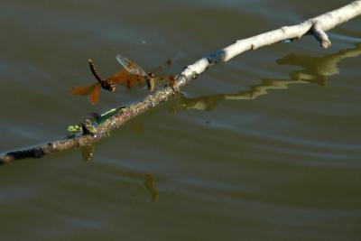 dragonflys1.jpg