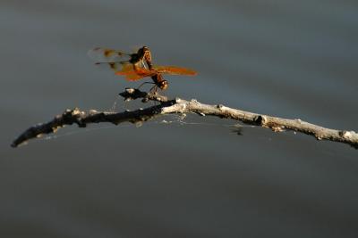 dragonflys2.jpg