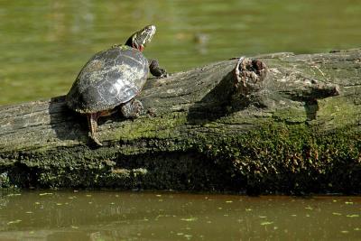 Painted Turtle