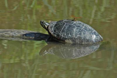 Painted Turtle with dragonfly