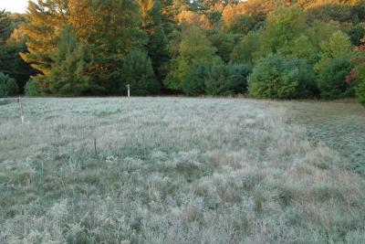 Early Morning Frost (35 degrees)