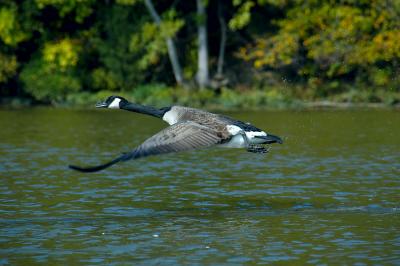 Goose at takeoff