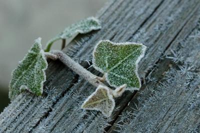 First Frost of 2005