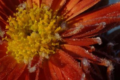 Frosty Mum