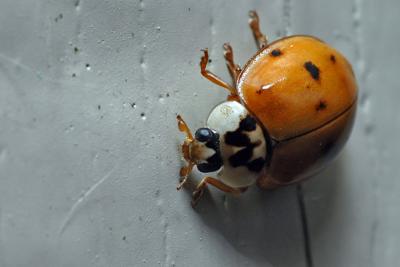 Asian Lady Beetle on the wall