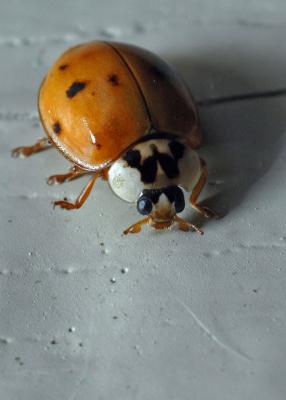 Asian Lady Beetle on the wall (rotated)