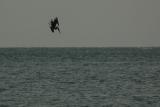 Pelican diving for a fish