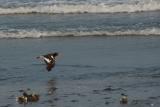 American Oystercatcher 1