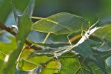 Large Katydid