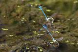 Damselflies mating 1