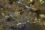 Damselflies mating 2