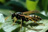 Yellow Jacket