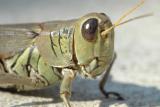 Grasshopper 2