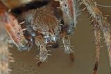 Spider eyes 2