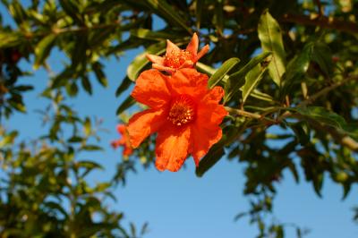 pomegranate tree