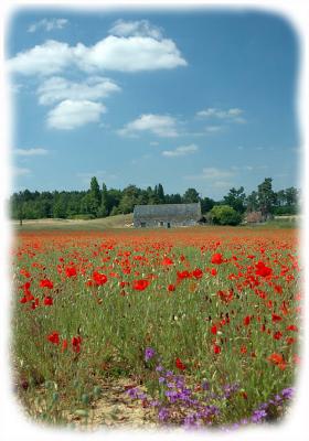 Poppy Cottage