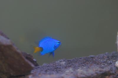 Yellow -Tailed Blue Damsel