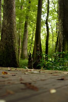 bbswamp2_004.JPG