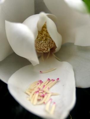 flower1.jpg