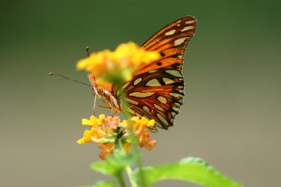 IMG_0390a.JPG