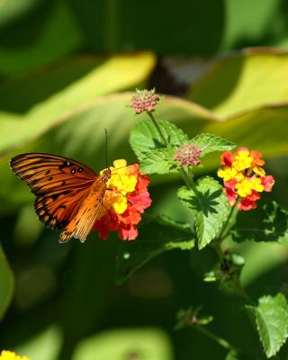 IMG_2835a.JPG