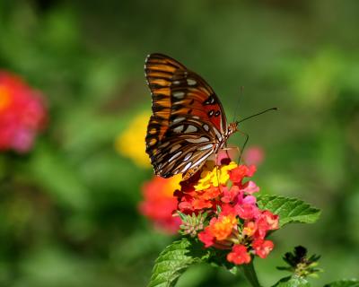 IMG_2850a.JPG