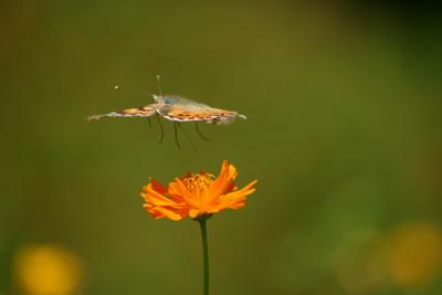 IMG_2910a.JPG