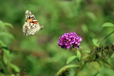 IMG_3094a.JPG