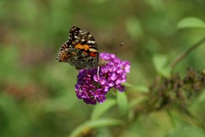 IMG_3095a.JPG