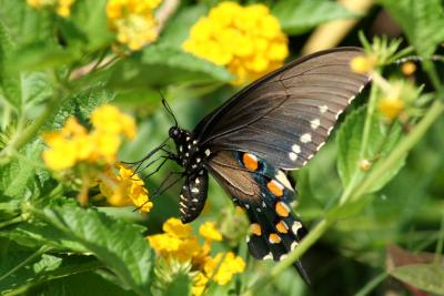 IMG_3482a.JPG