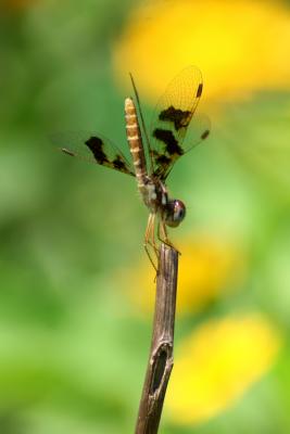 IMG_3496b.JPG