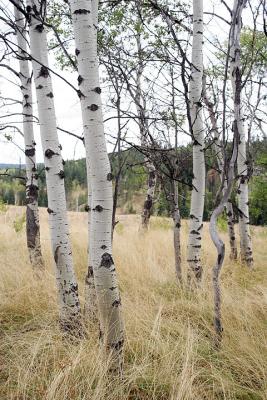 034IMG_5293kaaspens.jpg