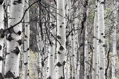 036IMG_5323aspensHC.jpg