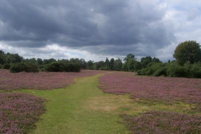 New Forest 2005