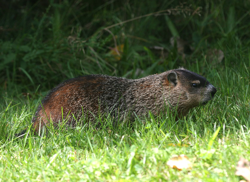 Groundhog