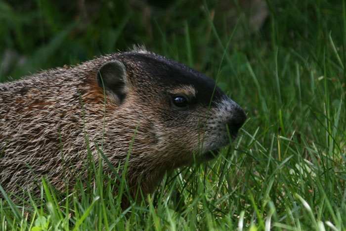 Groundhog
